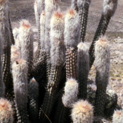 Oreocereus Hendriksenianus Cactus Plant 9 Oreocereus Hendriksenianus Cactus Plant -Plant Life Decor Shop oreocereushendriksenianus 1 1
