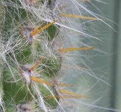 Oreocereus Hendriksenianus Cactus Plant 10 Oreocereus Hendriksenianus Cactus Plant -Plant Life Decor Shop oreocereushendriksenianus