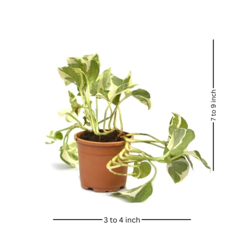 Pothos Pearls And Jade Money Plant -Plant Life Decor Shop p jpothos