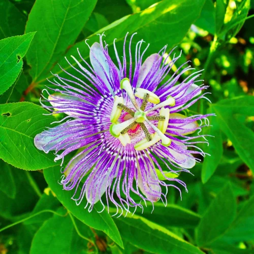 Krishna Kamal Passiflora Incarnata Plant