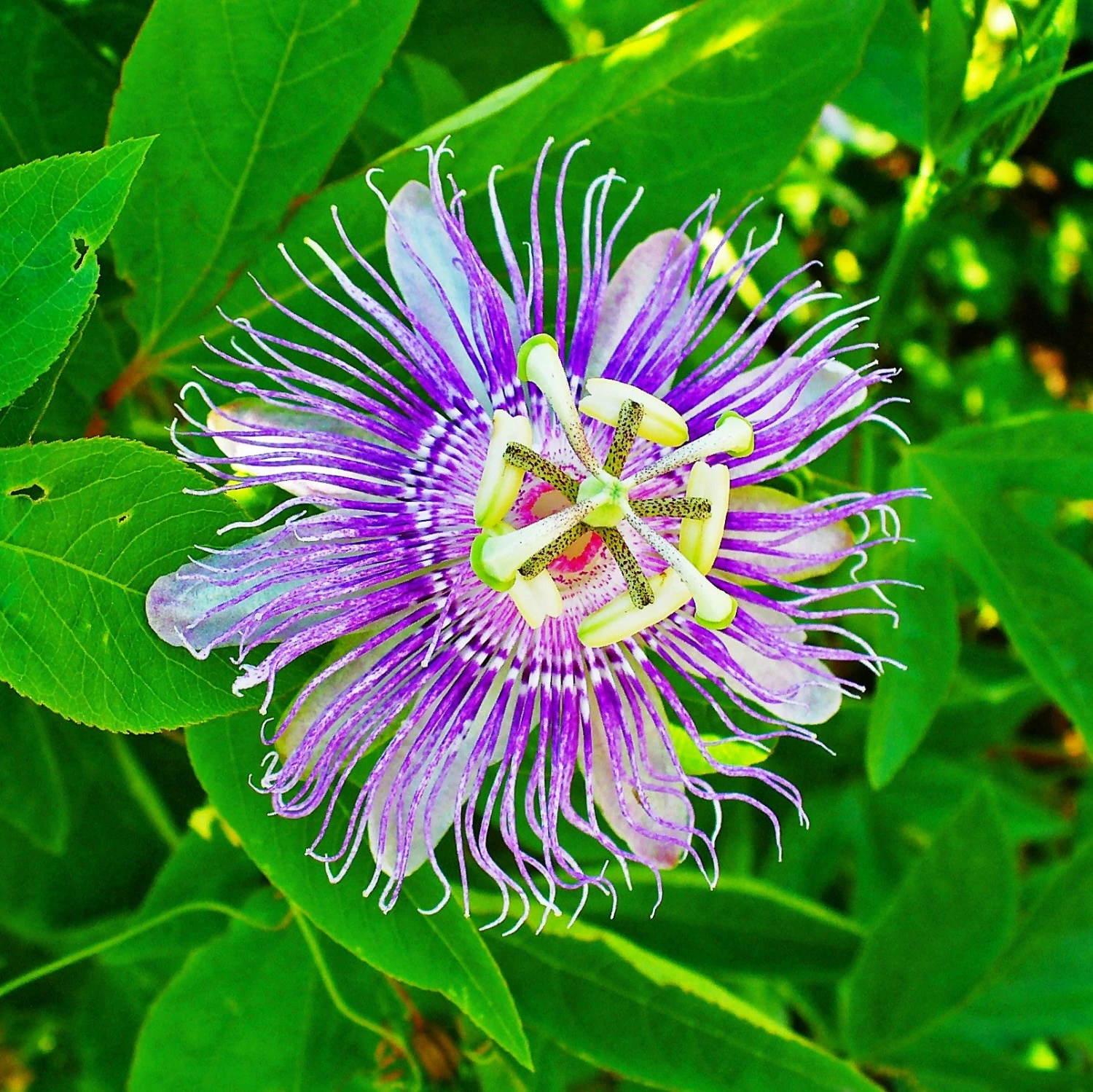 Krishna Kamal Passiflora Incarnata Plant 1 Krishna Kamal Passiflora Incarnata Plant