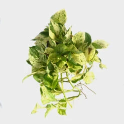 Pothos Pearls And Jade Money Plant -Plant Life Decor Shop pearlandjadepothos 2 2c4bdd40 b616 4fd2 84ee ad3944da8982