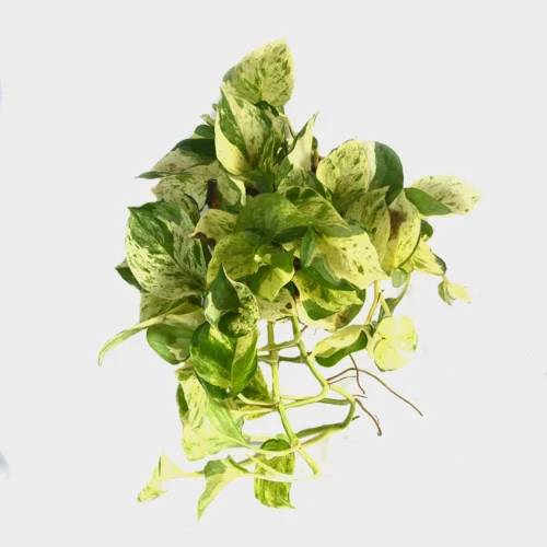 Pothos Pearls And Jade Money Plant -Plant Life Decor Shop pearlandjadepothos 2 2c4bdd40 b616 4fd2 84ee ad3944da8982