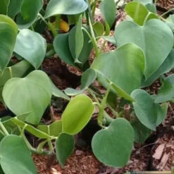 Philodendron Microstrictum Plant
