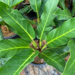 Philodendron Ruaysap Plant