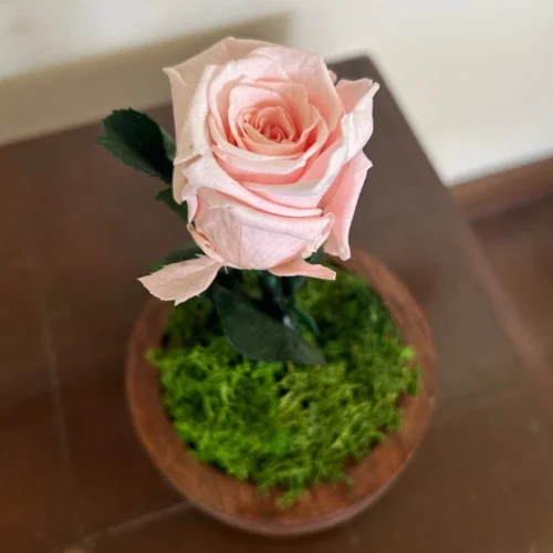 The Eternal Rose -Plant Life Decor Shop pink rose 1