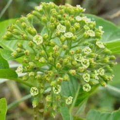 Pisonia Grandis - Keeramaran