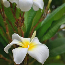 Plumeria Obtusa White Champa Plant