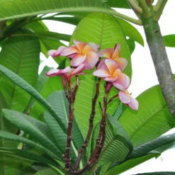 Plumeria Rubra Penang Peach Champa Plant