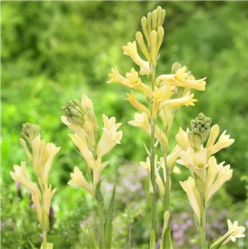 Rajnigandha-Polianthes Tuberosa 'Yellow Baby (Bulbs)