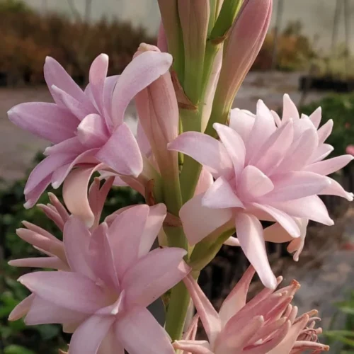 Rajnigandha-Polianthes Tuberosa 'Pink Sapphire' (Bulbs)