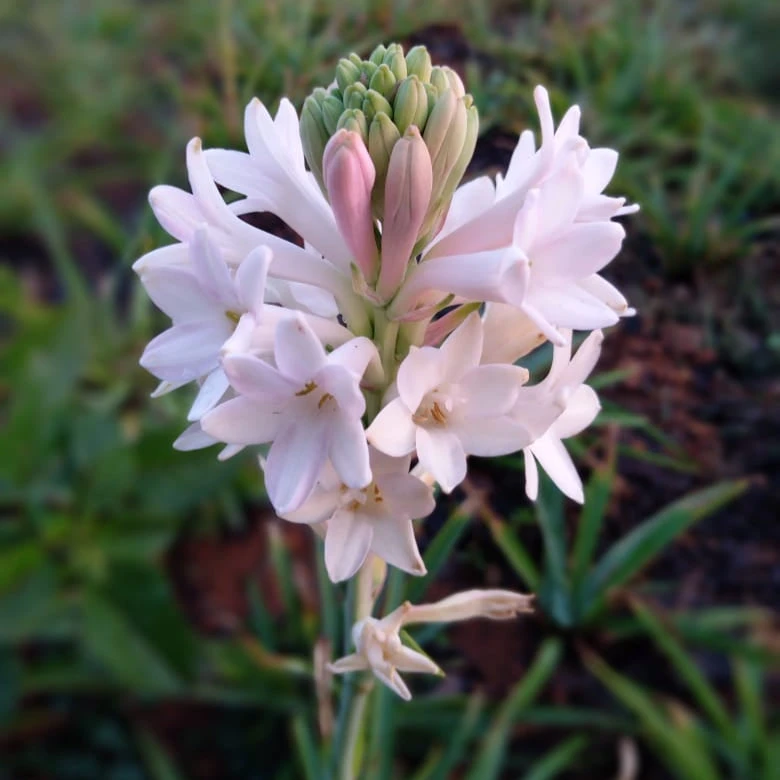 Rajnigandha-Polianthes Tuberosa "Sensation" (Bulbs) 2 Rajnigandha-Polianthes Tuberosa "Sensation" (Bulbs) - Image 2