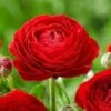Ranunculus Asiaticus 'Aviv Rood' (Bulbs)