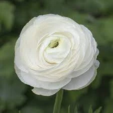 Ranunculus Asiaticus 'Aviv Wit' (Bulbs)