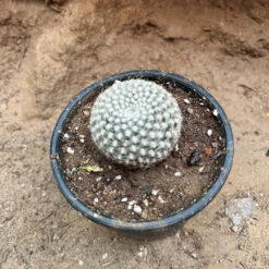 Rebutia Arenacea Cactus Plant -Plant Life Decor Shop rebutiaarenacea 1