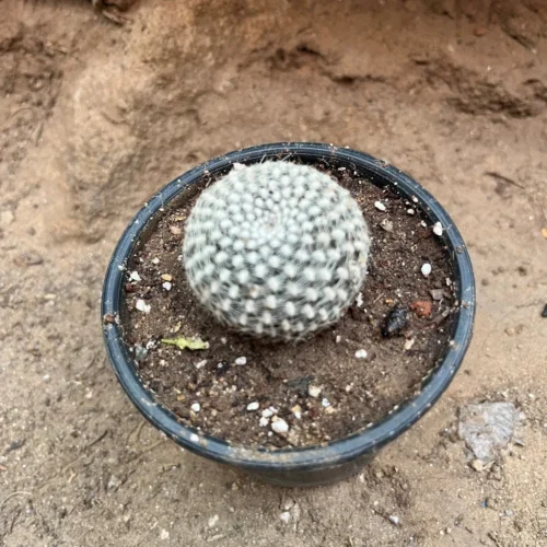 Rebutia Arenacea Cactus Plant -Plant Life Decor Shop rebutiaarenacea 1