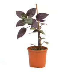 Red Ivy Purple Waffle Creeper Plant