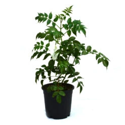 Rosy Trumpet Tree Plant -Plant Life Decor Shop rosy trumpet tree 1