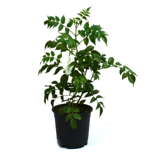 Rosy Trumpet Tree Plant -Plant Life Decor Shop rosy trumpet tree 1