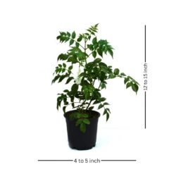 Rosy Trumpet Tree Plant -Plant Life Decor Shop rosy trumpet tree 1 86d840a3 97e4 48a2 af51 cb2529afacfe