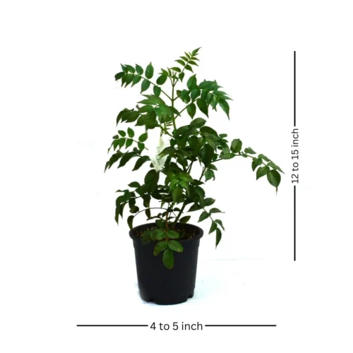 Rosy Trumpet Tree Plant -Plant Life Decor Shop rosy trumpet tree 1 86d840a3 97e4 48a2 af51 cb2529afacfe