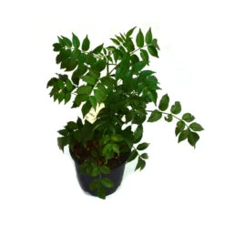 Rosy Trumpet Tree Plant -Plant Life Decor Shop rosy trumpet tree 2