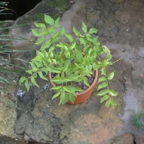 Rosy Trumpet Tree Plant -Plant Life Decor Shop rosy trumpet tree 5