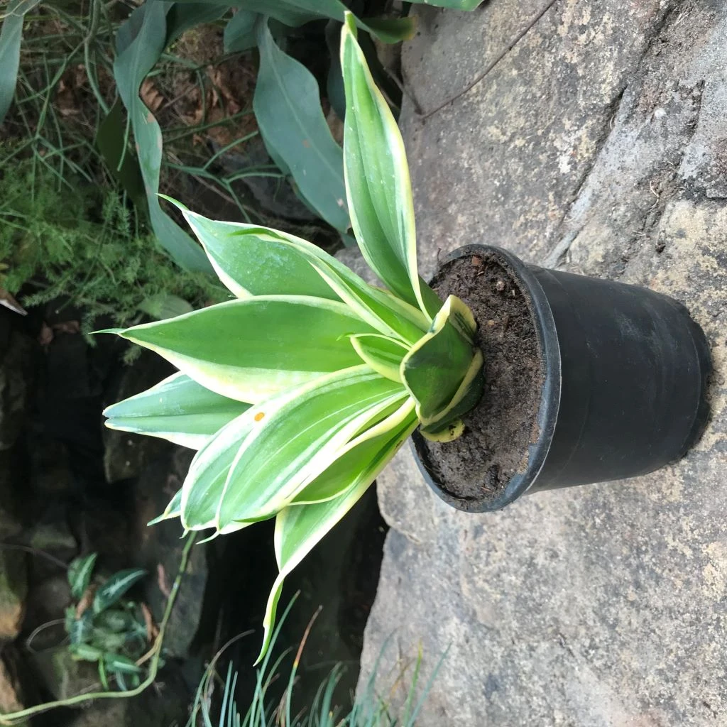 Sansevieria Hahnii Jade Marginata Plant 3 Sansevieria Hahnii Jade Marginata Plant - Image 3