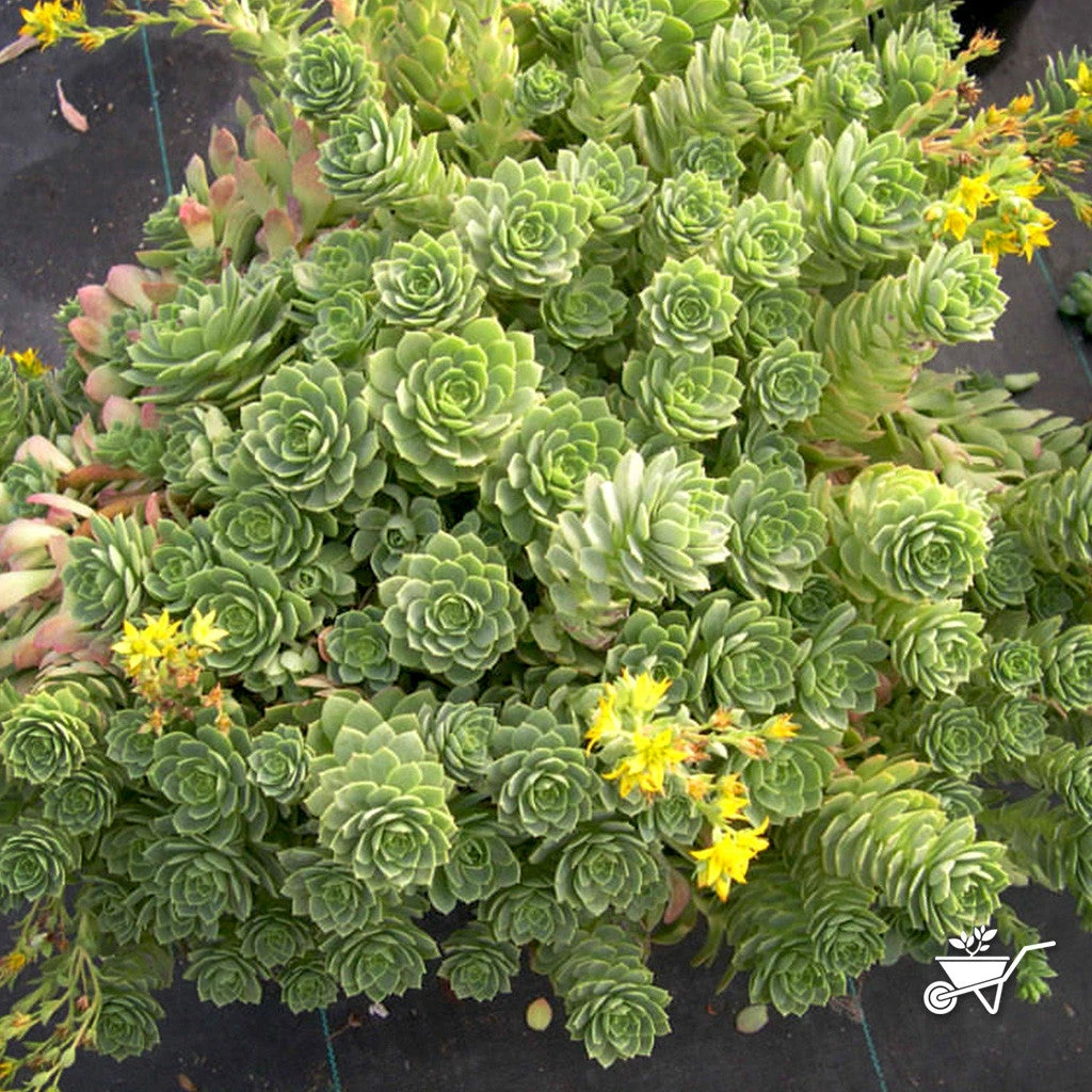 Sedeveria Green Rose Succulent Plant 2 Sedeveria Green Rose Succulent Plant - Image 2