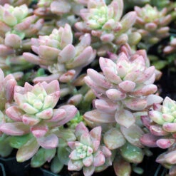Sedeveria Pink Granite Succulent Plant -Plant Life Decor Shop sedeveria pink granite