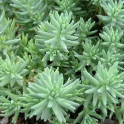 Sedum Reflexum Blue Spruce Succulent Plant -Plant Life Decor Shop sedum Reflexum bluespruce 1