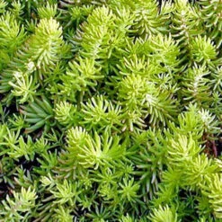 Sedum Reflexum Rocky Stonecropx Succulent Plant -Plant Life Decor Shop sedum reflexum angelina