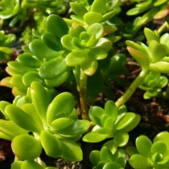 Sedum Confusum Green Succulent Plant 5 Sedum Confusum Green Succulent Plant -Plant Life Decor Shop sedum confusum1