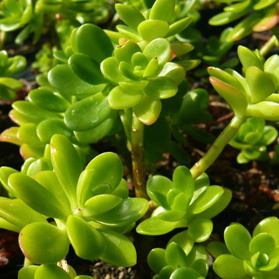 Sedum Confusum Green Succulent Plant 3 Sedum Confusum Green Succulent Plant - Image 3