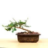 Bonsai Slanting Carmona Plant