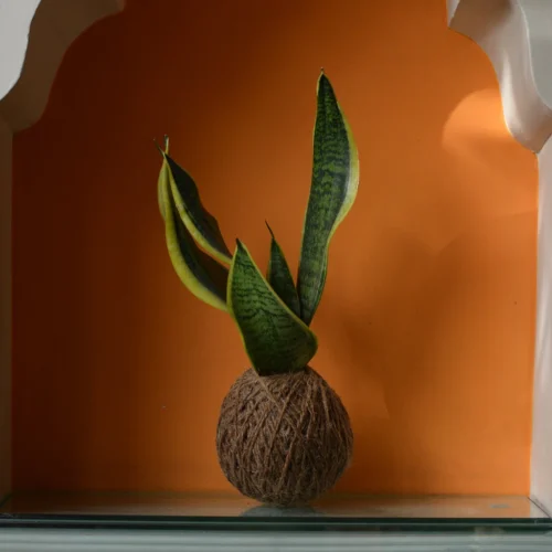 Kokedama Moss Ball Sansevieria Futura Superba Plant
