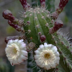 Lemaireocereus Pruinosus Cactus Plant