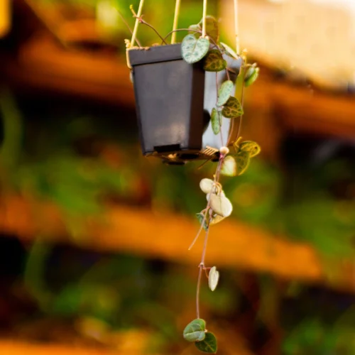 Ceropegia Woodii String Of Hearts Succulent Plant