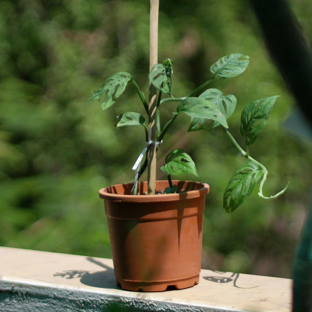 Swiss Cheese Vine Plant 2 Swiss Cheese Vine Plant - Image 2