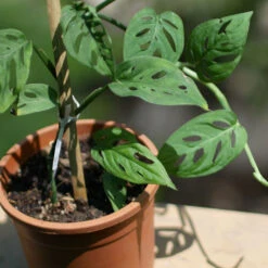 Swiss Cheese Vine Plant 6 Swiss Cheese Vine Plant -Plant Life Decor Shop swissvine 2