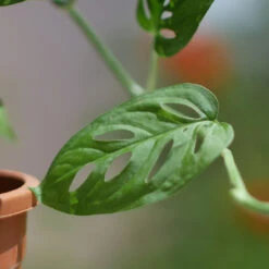 Swiss Cheese Vine Plant 7 Swiss Cheese Vine Plant -Plant Life Decor Shop swissvine 3