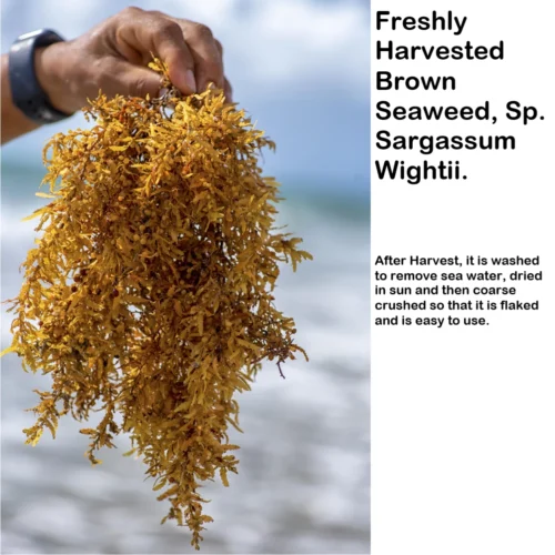Brown Seaweed Fertilizer 5 Brown Seaweed Fertilizer -Plant Life Decor Shop swweed 19542c31 6884 4257 b010 c0e38167bd23