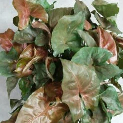 Syngonium Bronze Maria Plant -Plant Life Decor Shop syngonium podophyllum bronze