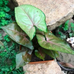 Syngonium Bronze Maria Plant