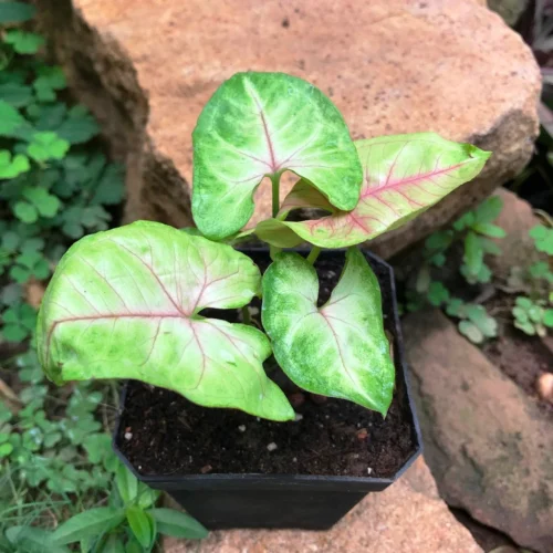 Syngonium Cream Allusion Plant