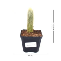 Cleistocactus Strausii Wooly Torch Cactus Plant 13 Cleistocactus Strausii Wooly Torch Cactus Plant -Plant Life Decor Shop syr