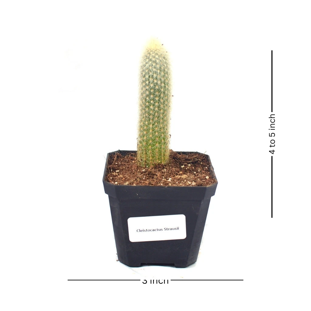 Cleistocactus Strausii Wooly Torch Cactus Plant 7 Cleistocactus Strausii Wooly Torch Cactus Plant - Image 7