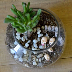 The Grimy Gollum Terrarium Kit -Plant Life Decor Shop the grimy gollum 3