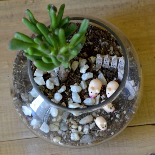 The Grimy Gollum Terrarium Kit 6 The Grimy Gollum Terrarium Kit -Plant Life Decor Shop the grimy gollum 3