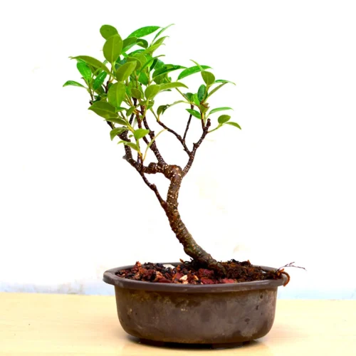 Bonsai TigerBark Plant